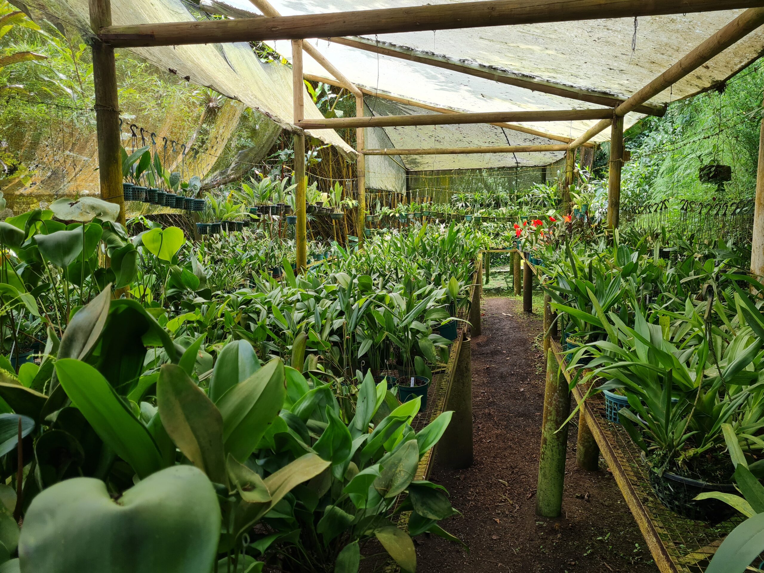 nursery_orquivallr_orchids_colombia-scaled.jpg
