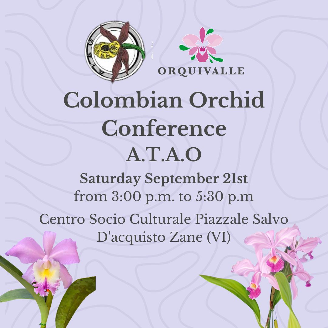 Cattleya colombiane ed ibridi primari/Orchid export to Europe